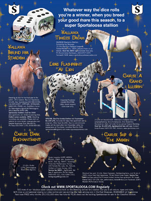 Sportaloosa stallions at stud in Australia, in Horse Deals magazine 2012