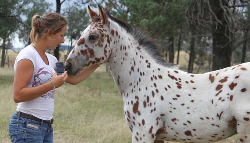 Your guide to the Sportaloosa International registry and studbooks