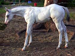 2008 Appaloosa, Knabstrupper & Sportaloosa foals