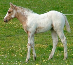 2010 Sportaloosa foals