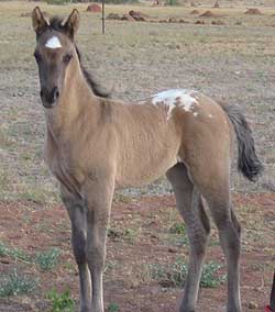 2010 Sportaloosa foals
