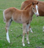 Filly by Mighty Luminous