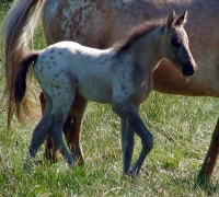 Lewisville filly