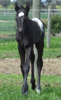 Colt by Cayuse Confewsion