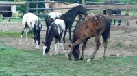 Wapuzzan's 2013 foals 
