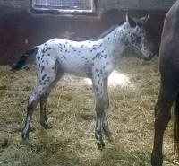 Robinsong filly
