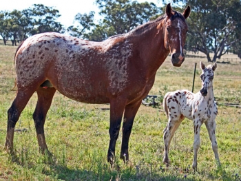 Cayuse? Red bay colt by Sartors Supermodel,Dam Cayuse Xtremely Windy by Xhoghun Middlesom(ifs).Bred at Cayuse Sportaloosas,Manilla NSW
