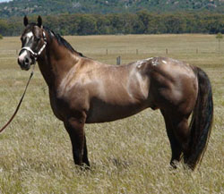 Sportaloosa / Appaloosa stallion Cayuse Dark Enchantment at Three Vee Performance Horses